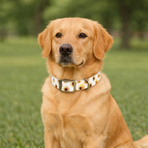 Sunny Sunflower Dog Collar