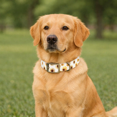 Sunny Sunflower Dog Collar