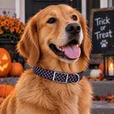 Check Pattern Halloween Dog Collar