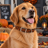 Black Pumpkin Halloween Dog Collar