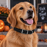 Bats And Boo Halloween Dog Collar