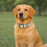 Bone Fiesta Dog Collar