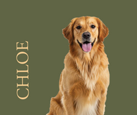 Custom Dog Portrait Blanket