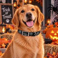 Web Halloween Dog Collar