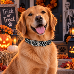 Skull Halloween Dog Collar