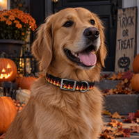 Black Wicked Fire Halloween Dog Collar