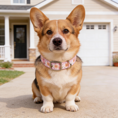 Bloom Belle Pups Dog Collar